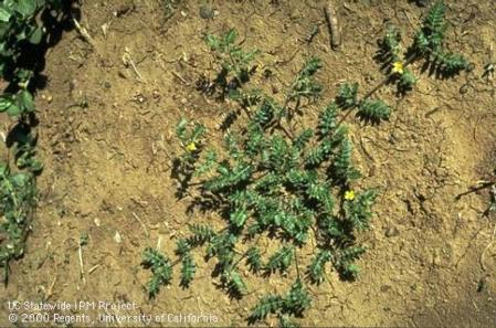 Puncturevine, <i>Tribulus terrestris.</i>