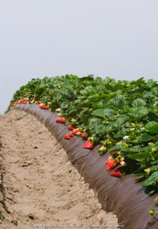 Strawberry Field