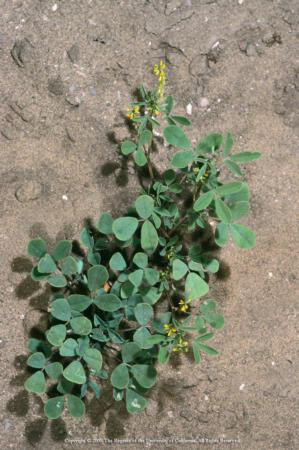 Yellow Sweetclover