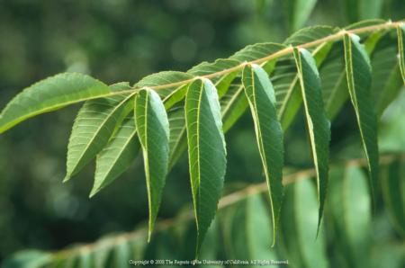 Tree of Heaven (Ailanthus altissima)