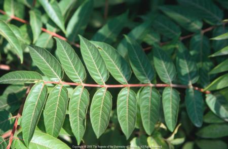 Tree of Heaven (Ailanthus altissima)