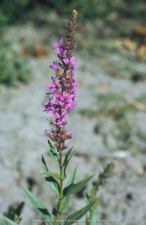 Purple Loosestrife (Lythrum solicaria)