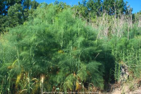 Fennel (Foeniculum vulgare)