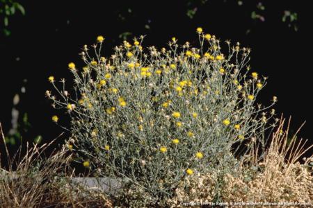 Yellow Starthistle