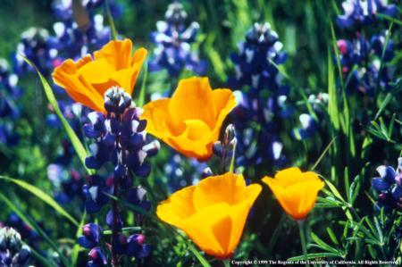 California Poppy Heads and Lupine Flowers