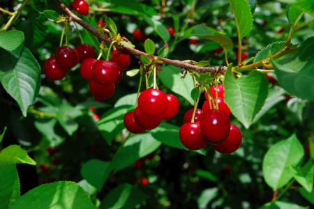 Cherry Fruit on Tree