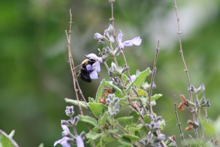 Bumblebee on Salvia melissodora