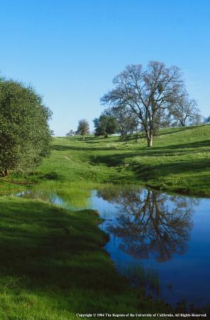 Oaks, Grassy Hillside and Pond