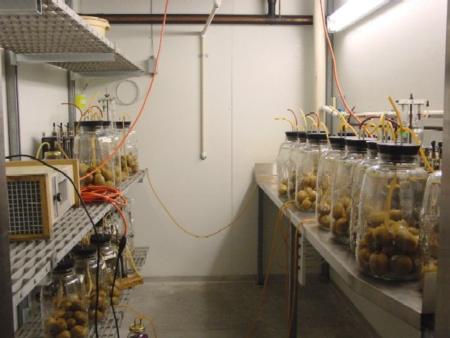Post harvest research on kiwis in a cold room at Kearney.