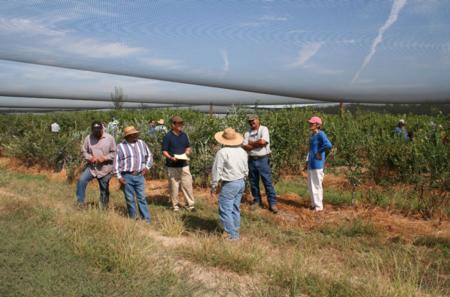 Growers gather in the KARE blueberry test plot, which was established in 2000.