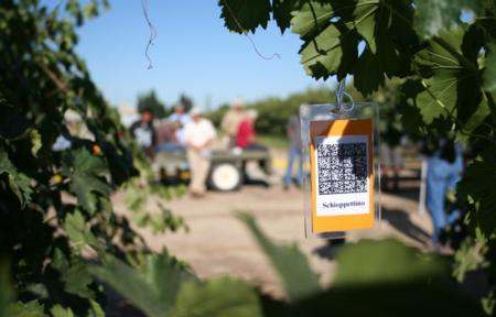 During Kearney Grape Day, participants could scan a QR code to get more information on specific grapevine varieties.