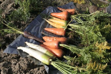 Carrots of different colors grown at Kearney for 'The Great Veggie Adventure.