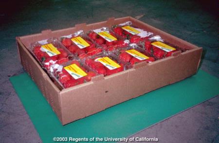 Strawberry Baskets in Fiberboard Tray