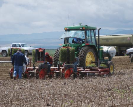 No-till transplanting the 2011 tomato crop.