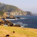 Cattle by the coast