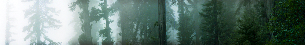 redwood mist
