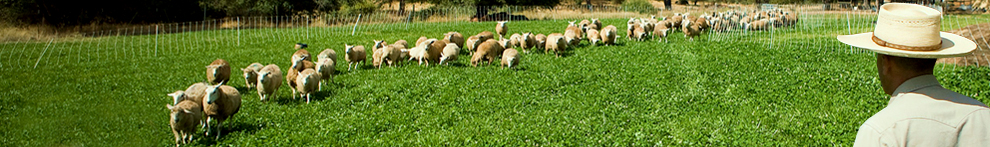 Farmer and sheep