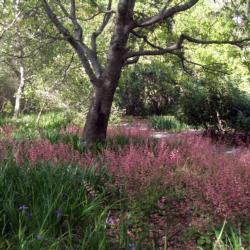 Rancho Santa Ana Botanical Garden