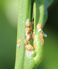 Nymph stage of psyllids with waxy tubules