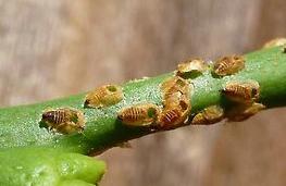 Parasitized ACP nymphs. Photo: M. Hoddle