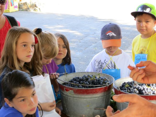Getting to Know Grapes with Jim Spinetta