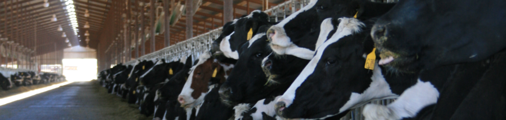 Golden State Dairy Management