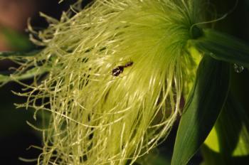 Bagrada Bug on Corn Silks