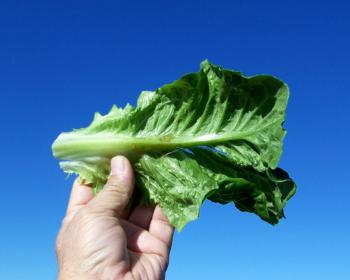 Lettuce Frost Damage Example 2