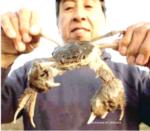 Chinese mitten crab 150