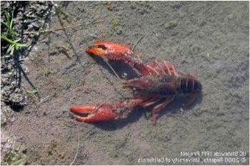 Red Swamp Crayfish. UC Statewide IPM Project © 2000 Regents, University of California