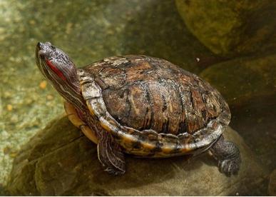 Red-eared slider turtle. © Greg Hume (commons.wikimedia.org)
