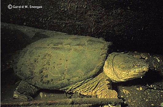 Common snapping turtle. © Garold W. Sneegas