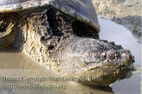 Common snapping turtle close-up. © 2002 Stan Gielewski (www.chelydra.org)