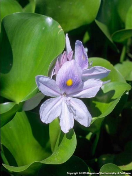 Water hyacinth flower close-up. Joseph DiTomaso. © 2005 Regents, University of California