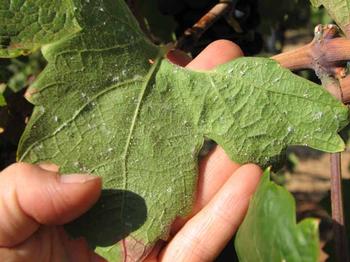 Gill's mealybug crawlers on leaf.