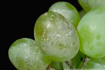 Powdery Mildew Spores on Grapes