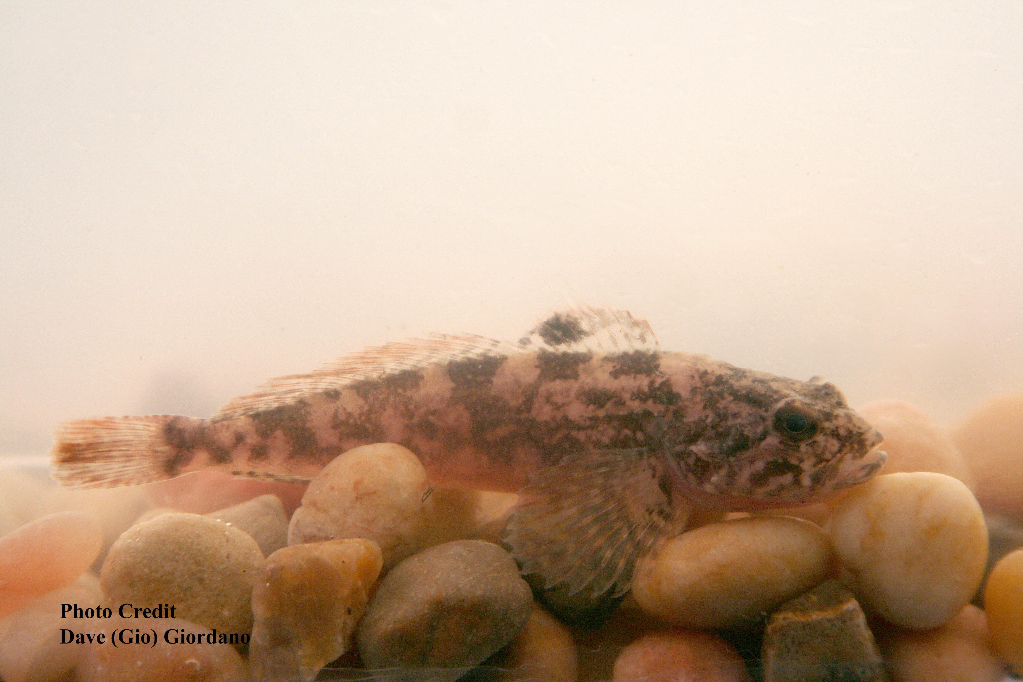 prickly sculpin