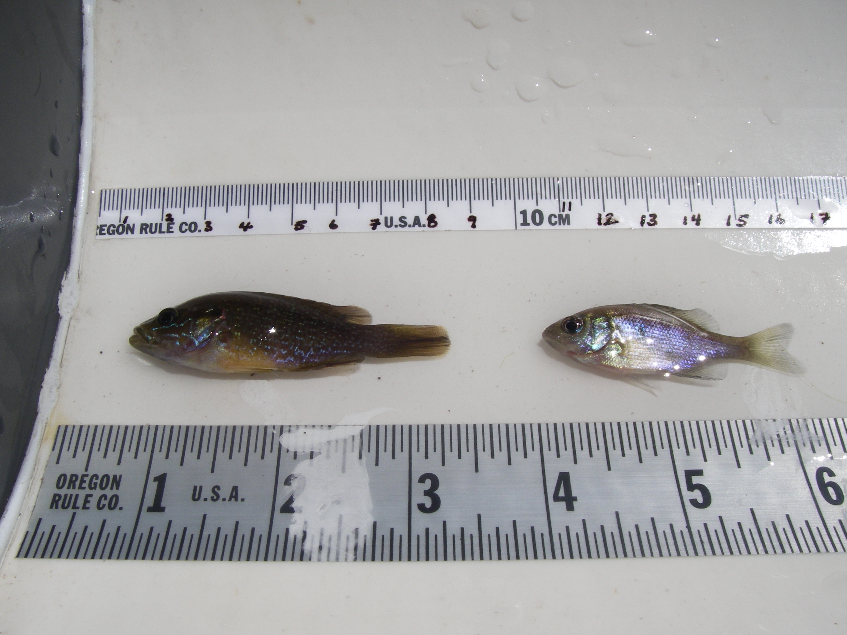 green sunfish and bluegill