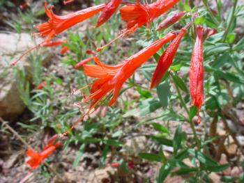 California Fuchsia (epilobium canum)