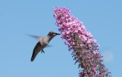 Anna's hummingbird on buddleia