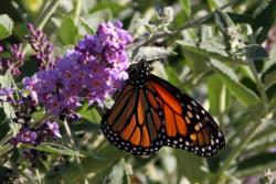Monarch on buddleia