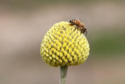 Honey bee on 'Drumstick'
