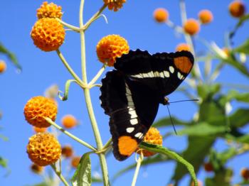 Buddleia globosa, Orange Butterfly Bush