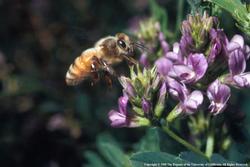 Honeybee and flower. Photo: Evett Kilmartin, UC ANR.