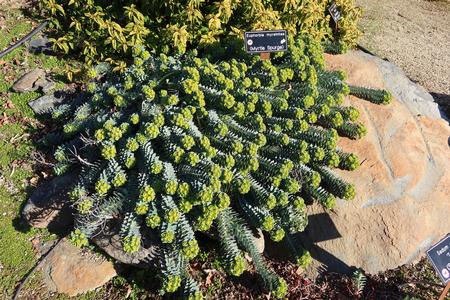 Euphorbia myrsinites (Murtle Spurge) in the Rock Garden