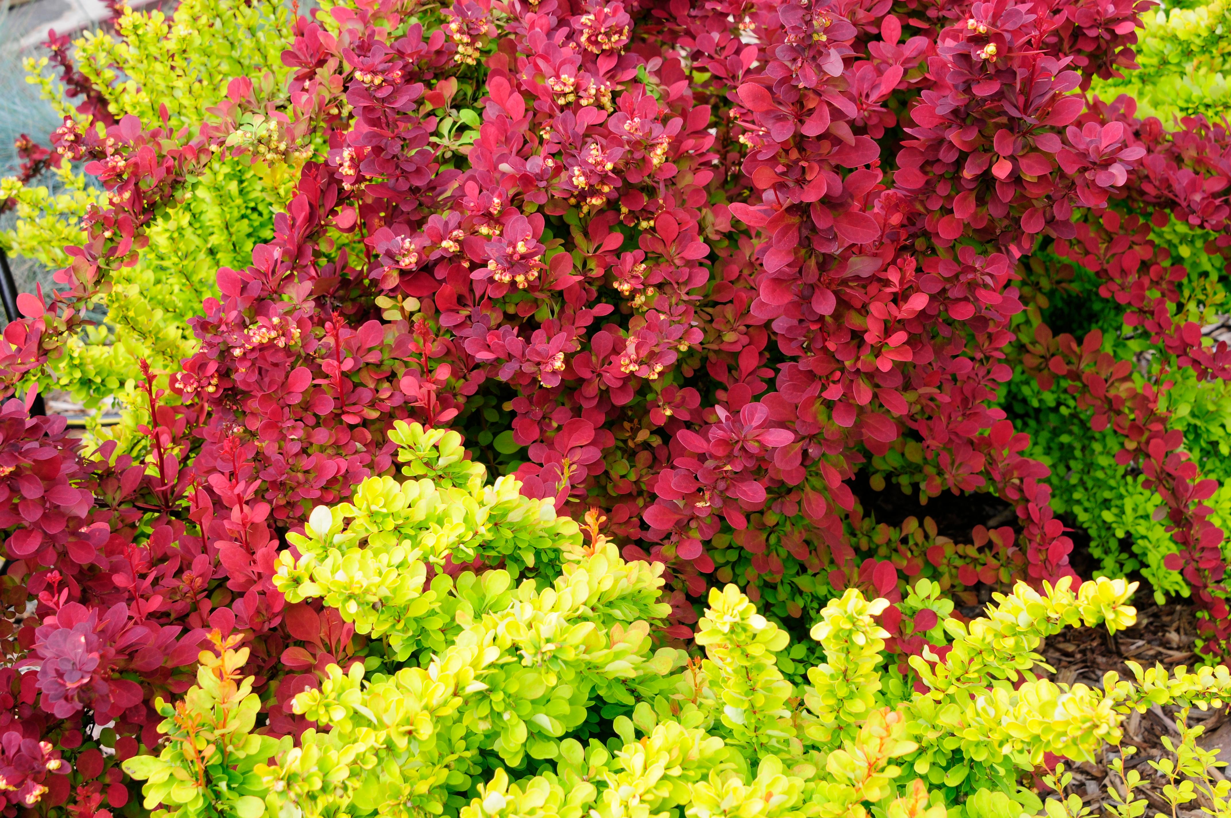 Japanese Barberry, complementary colors. Orange Rocket and Golden Rocket.