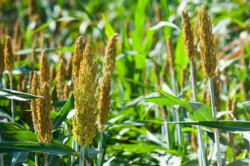 High in nutrients and gluten free, sorghum has great potential in California.
