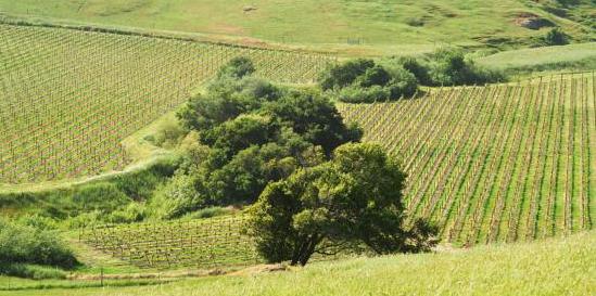 Wine Hills Cropped
