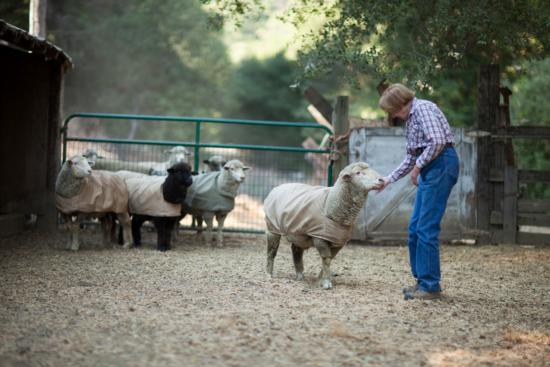 Petting sheep