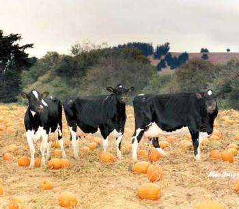 Cows in pumpkin patch